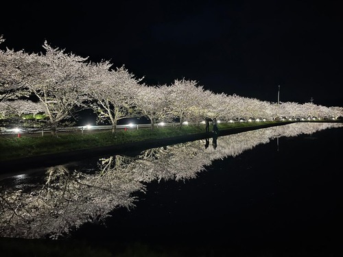 札森さくら街道