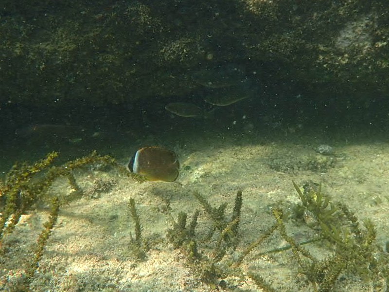死滅回遊魚 – エンゼル不動産ブログ 死滅回遊魚 – エンゼル不動産ブログ