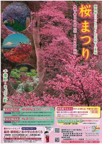 佐久間ダム桜まつり