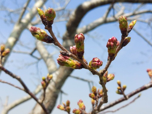 桜の蕾