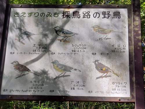 さえずりの道