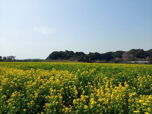 菜の花