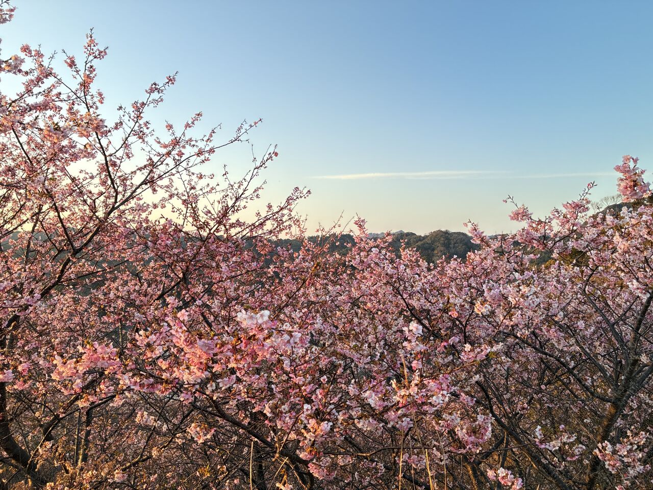 20260206_074720835_iOS