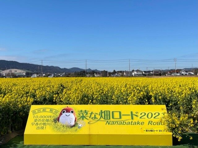 鴨川市 菜の花ロード 房総の不動産会社 エンゼル不動産房総店リゾート日記 鴨川市 菜の花ロード 房総の不動産会社 エンゼル不動産房総店リゾート日記