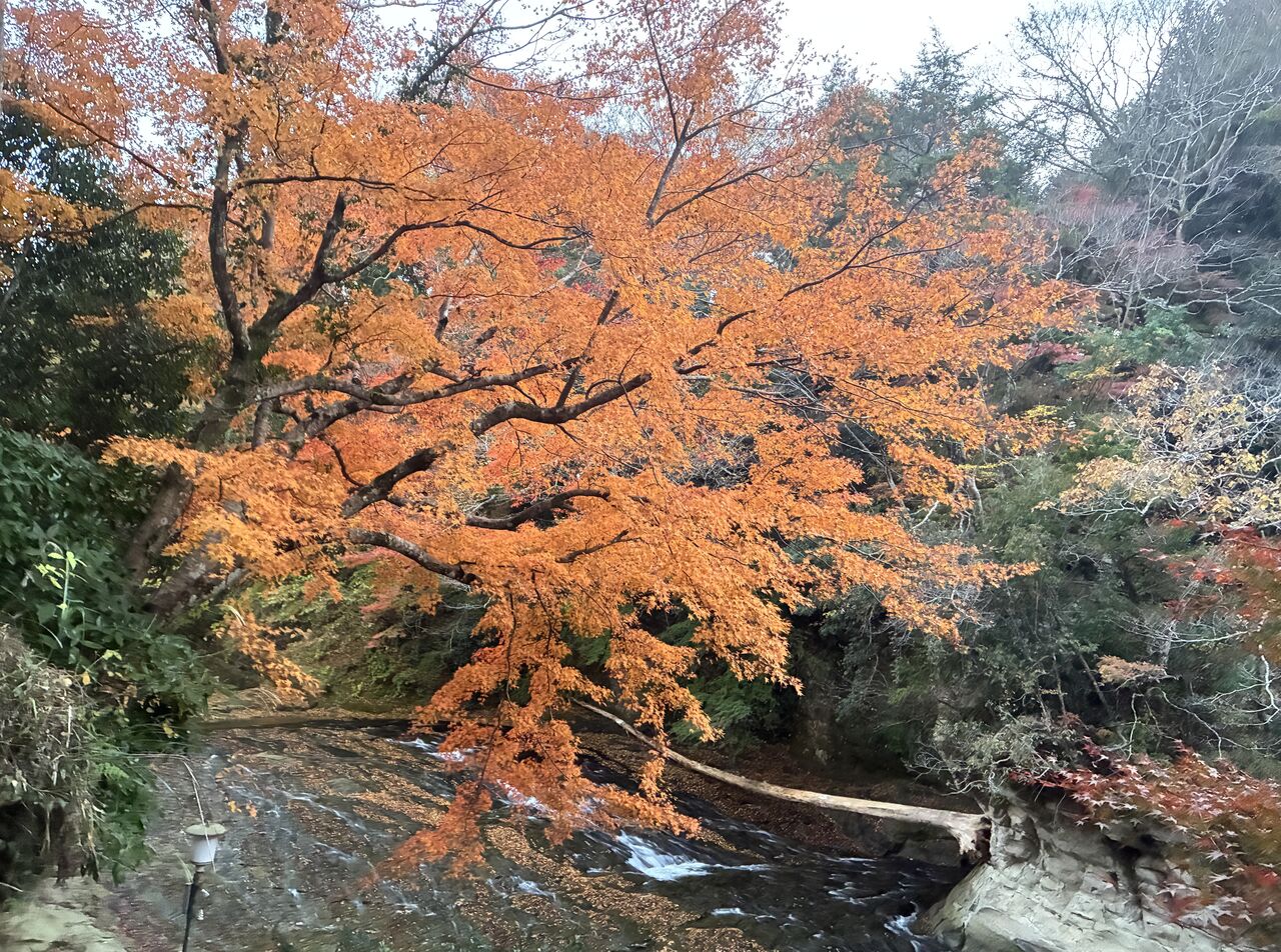 20251126_073644953_iOS