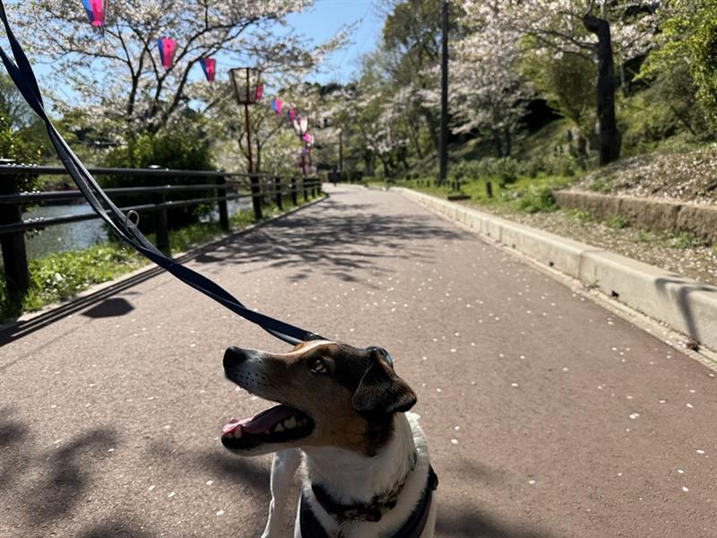 Image - 2026-04-11T162313.434