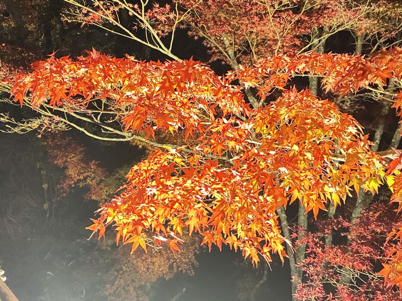 20251126_095635169_iOS