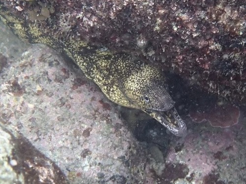 ウツボ
