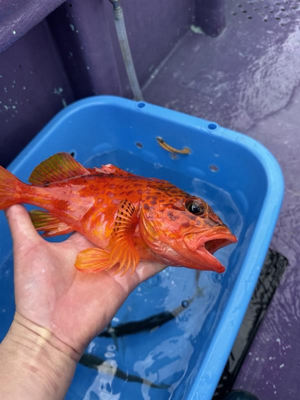 Image - 2026-04-04T171200.264