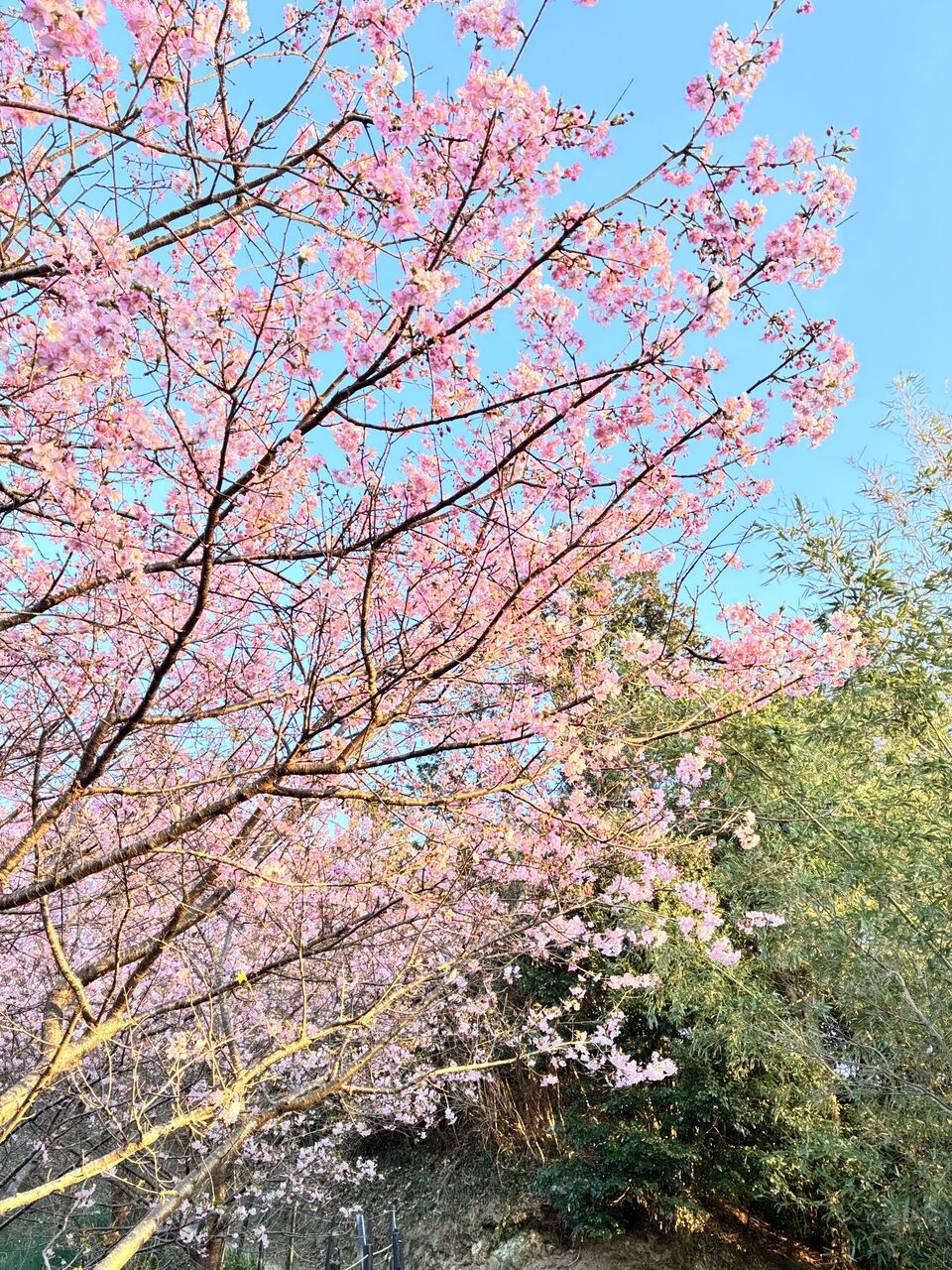 20260206_074028453_iOS