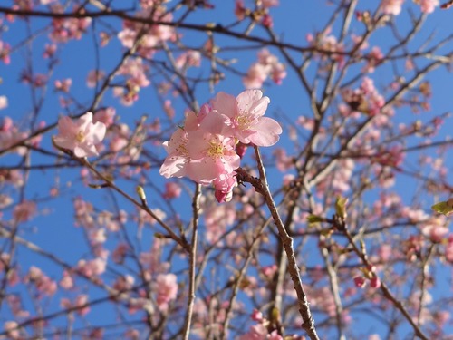 桜