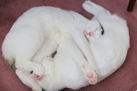 2cat-2573674_1280