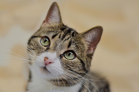 1cat-1646566_1280