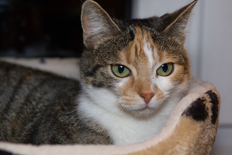 3cat-g269e55dc2_1920