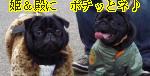 にほんブログ村 犬ブログ パグへ