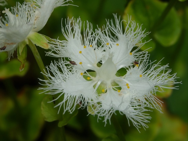 8 7 咲くやこの花館 高山植物室 気ままな婆さんのカメラ散歩 8 7 咲くやこの花館 高山植物室 気ままな婆さんのカメラ散歩