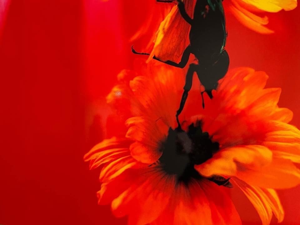 蜷川実花展 虚構と現実の間に @ 上野の森美術館 : * Fleur de Coeur 