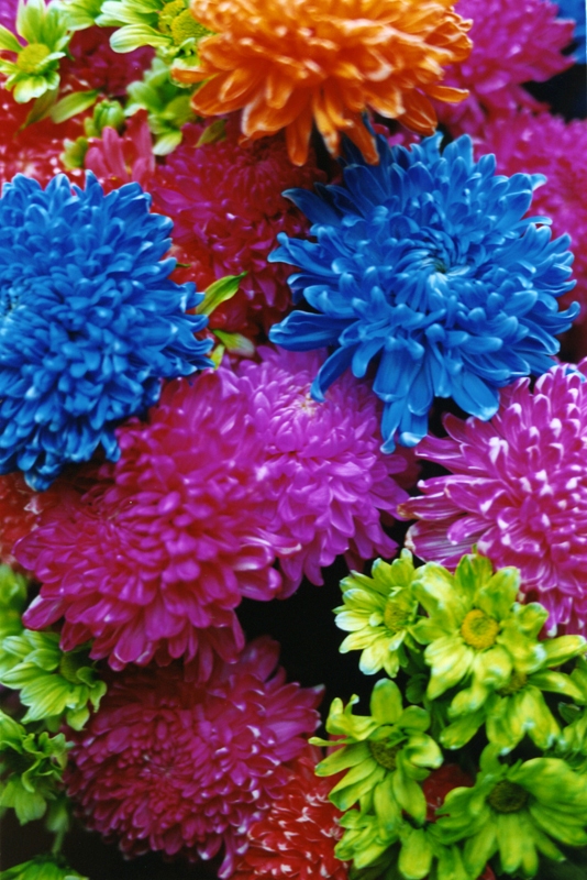 蜷川実花展 地上の花 天上の色 Fleur De Coeur ココロノハナ