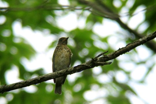 教えてください この鳥は何 つれづれに 鳥見と四季と