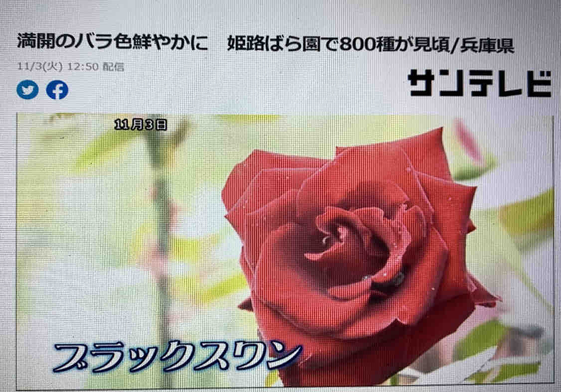 姫路ばら園便り 姫路ばら園便り