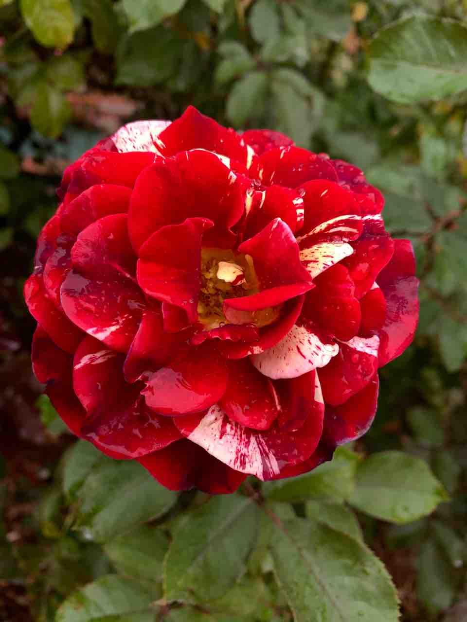 姫路ばら園便り 姫路ばら園便り