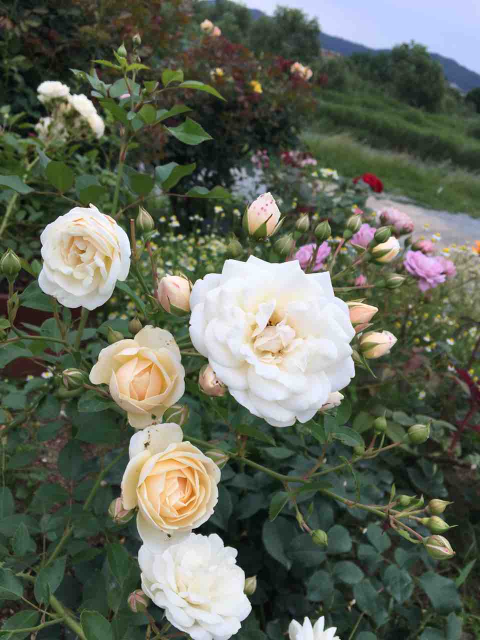 姫路ばら園便り 姫路ばら園便り