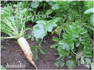 20200304 大根 330 himeko