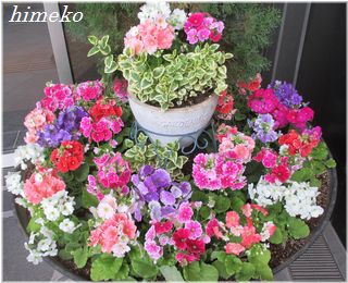 20200308 花壇 320 himeko