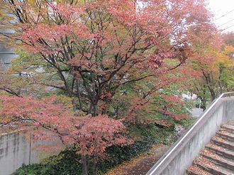 20251112 紅葉 330 himeko