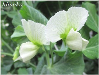 20200304 グリンピース 330 himeko