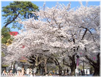 20100403 桜と松325himeko