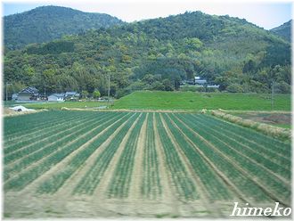 20100408 宇佐の景色330himeko