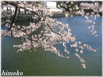 20100403 お堀と桜330himeko