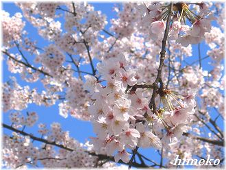 20100403 桜330himeko