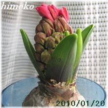 20100120 002　220 日付himeko