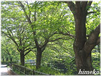 20100425 桜並木to330himeko