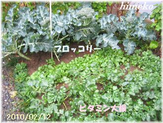 20100211 001 330日付himeko