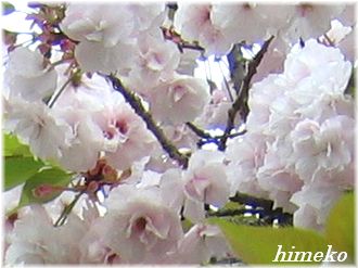 20100411 001桜アップto330himeko