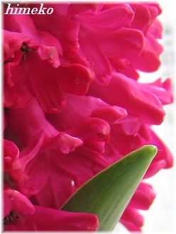 20100204 001 お花アップ 330himeko
