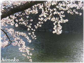 20100403お堀と桜330himeko