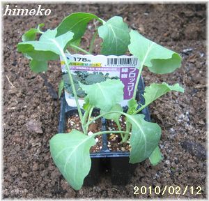 20100212 001苗 300日付himeko