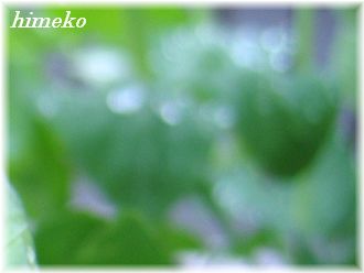 20100309 006 330himeko