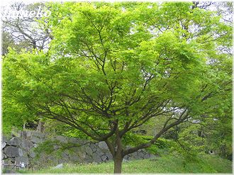 20100411 009新緑ト330himeko