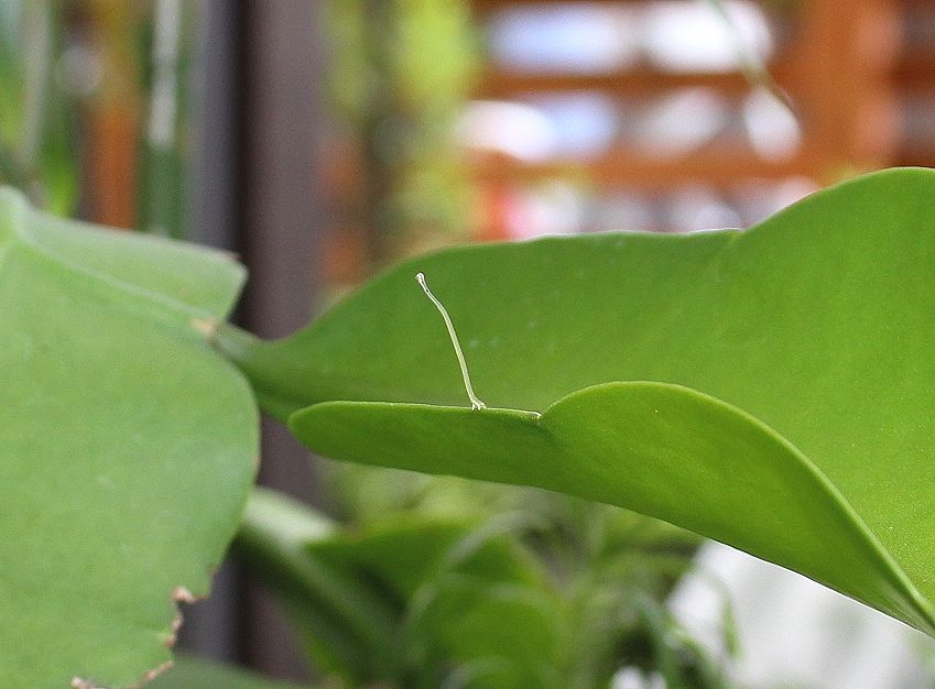 月下美人にシャクトリムシ 星の絵の具箱