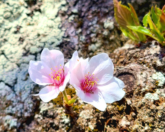 ２０２２－４月　桜の花