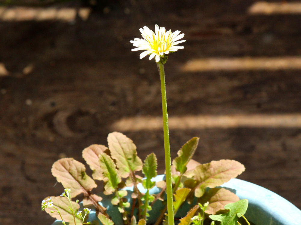 シロバナタンポポ モモイロタンポポ 春の花など 星の絵の具箱