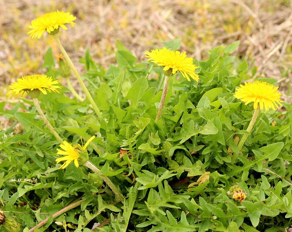 タンポポあれこれ 鳥撮りはむずかしい 星の絵の具箱