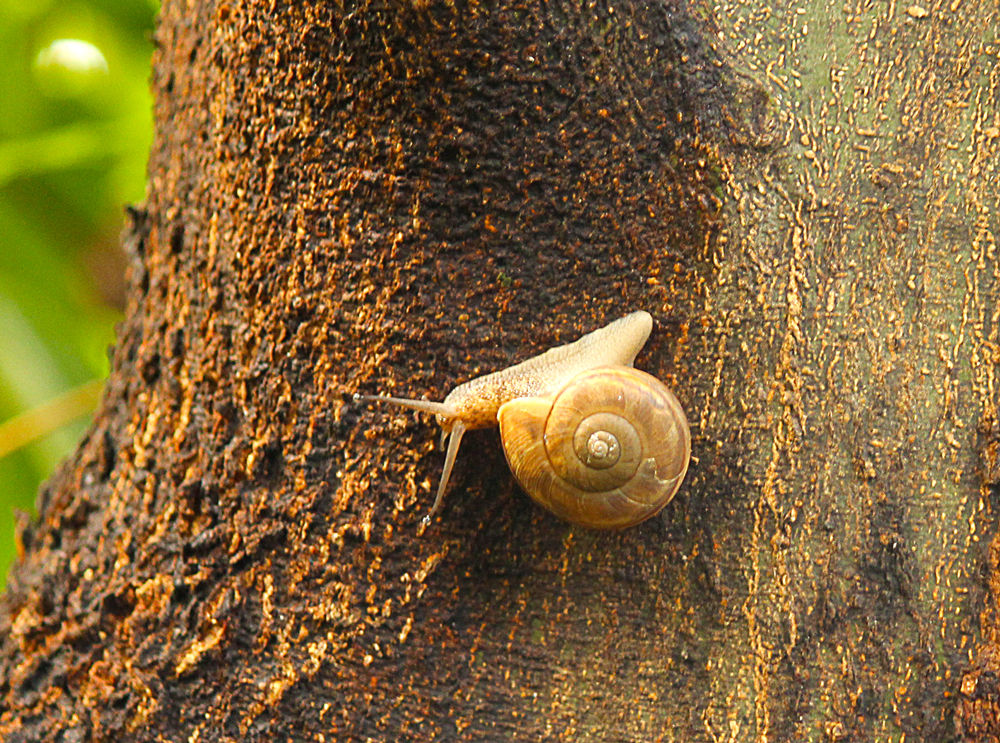 樹上のカタツムリ２ コガネキヌカラカサタケ キティちゃんのラッピング電車 星の絵の具箱