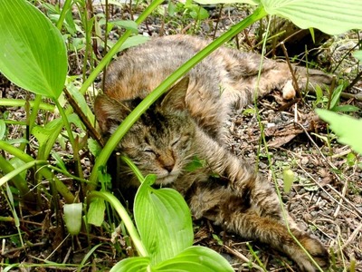 ちゃちゃちゃ　植物の中