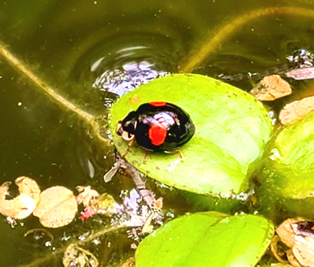 庭で昆虫 お散歩で昆虫 チビチビのおまけ 星の絵の具箱